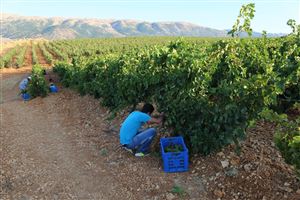 /Gallery/Events/ChateauKefraya/Pic 13.jpg